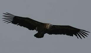 Griffon Vulture