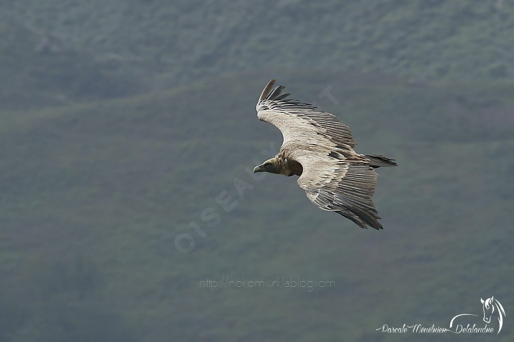 Griffon Vulture