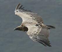 Griffon Vulture