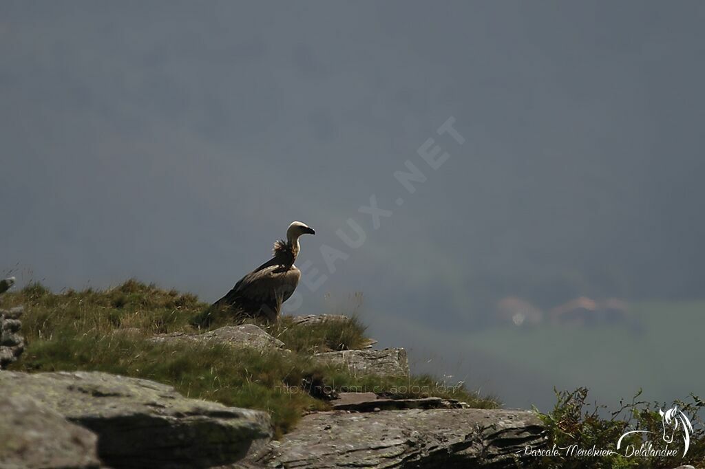 Griffon Vulture