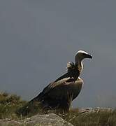 Griffon Vulture