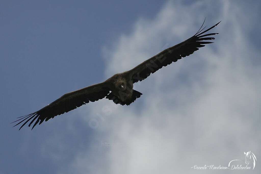 Vautour fauve