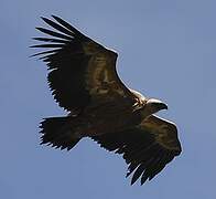 Griffon Vulture