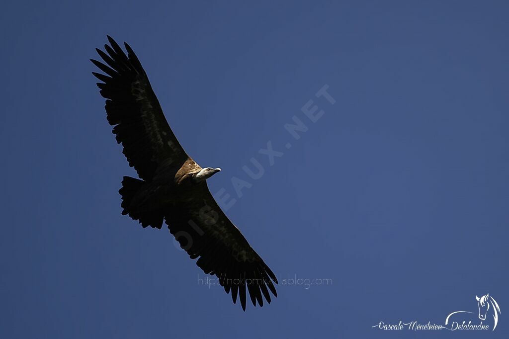 Griffon Vulture