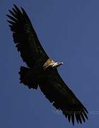 Griffon Vulture