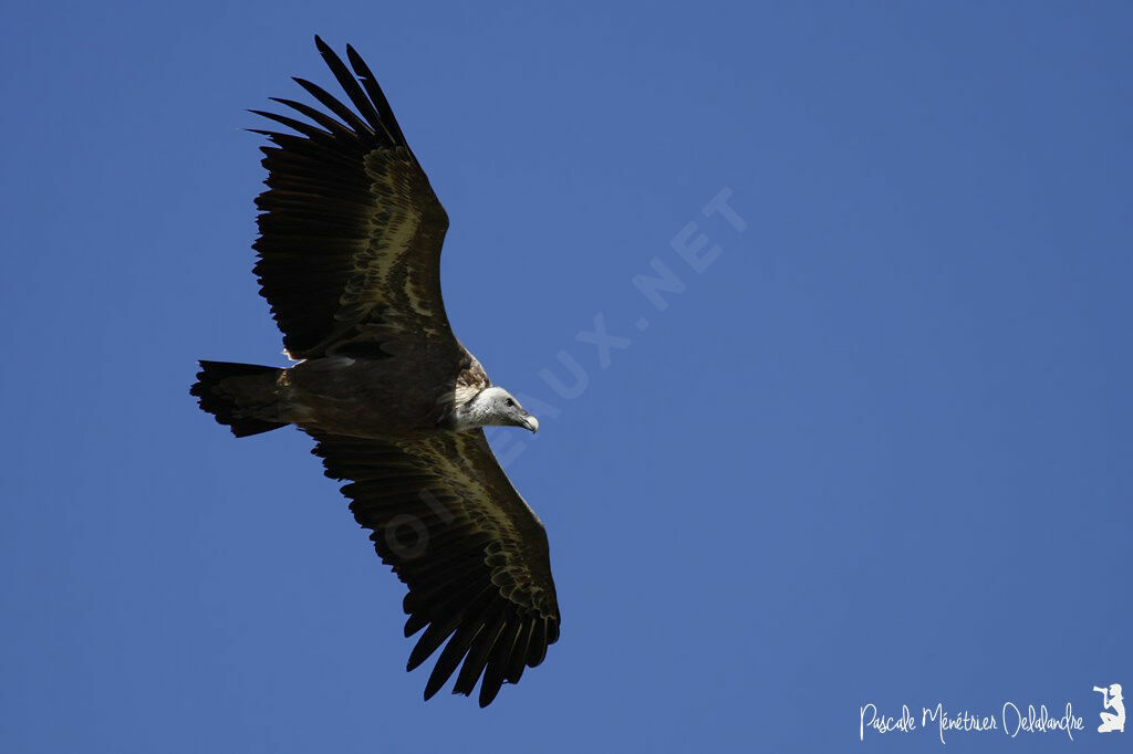 Vautour fauve