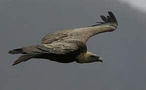 Griffon Vulture