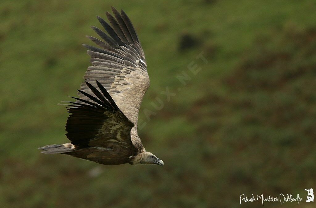 Vautour fauve