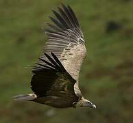 Griffon Vulture