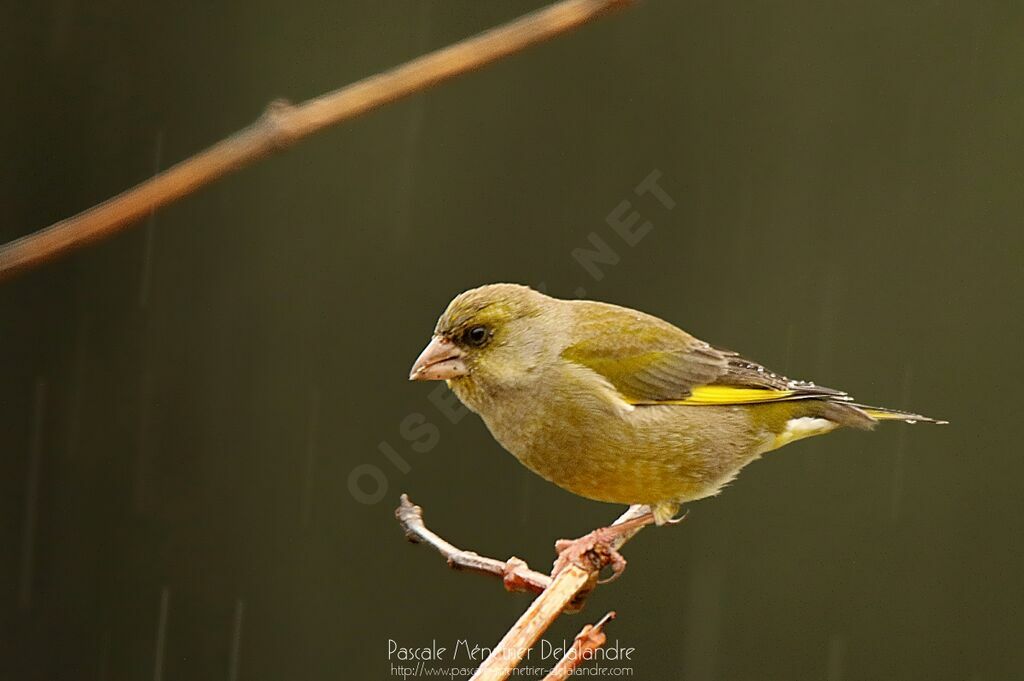 European Greenfinch