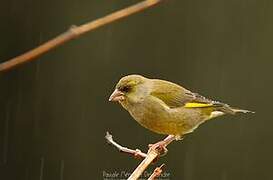 European Greenfinch