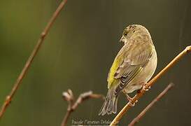 European Greenfinch