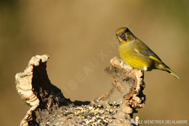 European Greenfinch