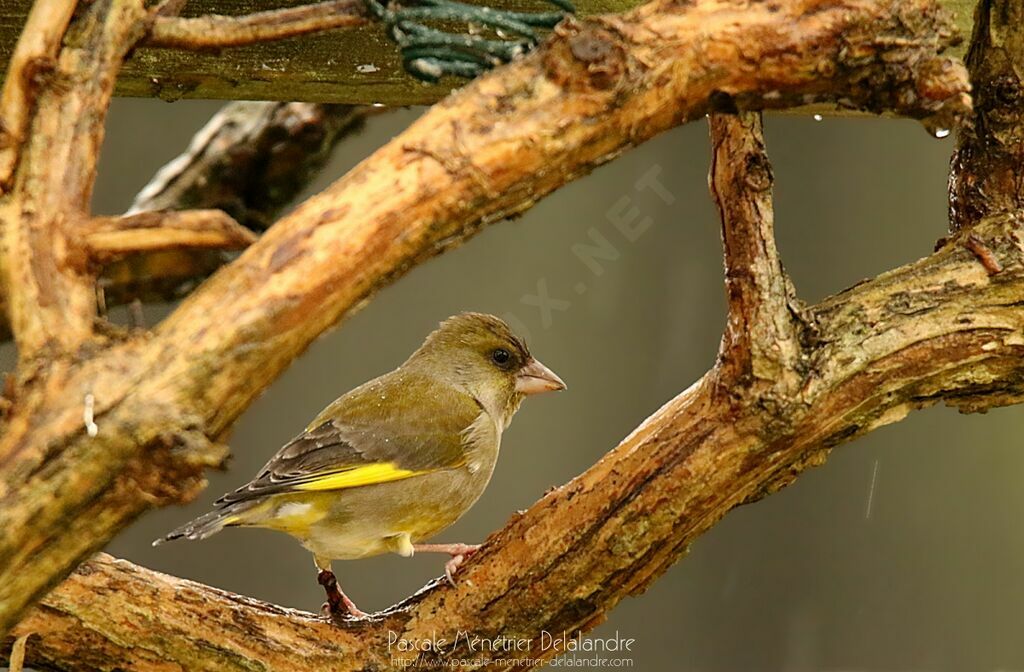 European Greenfinch