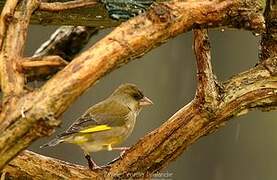 European Greenfinch