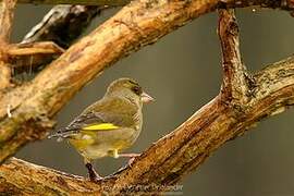 European Greenfinch