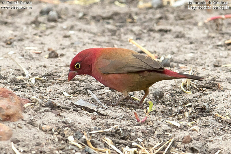 Red-billed Firefinch male, identification