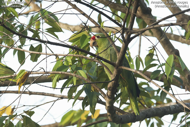 Amazone à lores rouges, identification