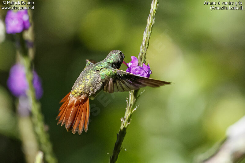 Rufous-tailed Hummingbird male adult