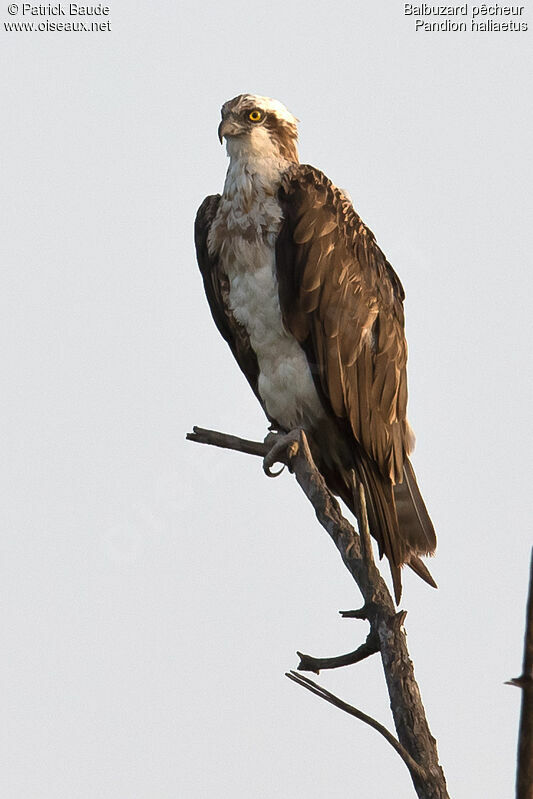 Osprey female, identification