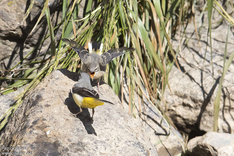 Grey Wagtail, pigmentation, Reproduction-nesting