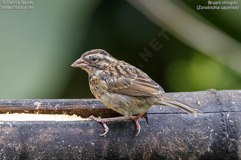 Rufous-collared Sparrowjuvenile