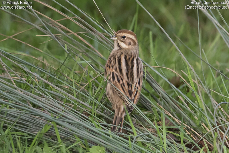 Common Reed Bunting female adult post breeding, identification