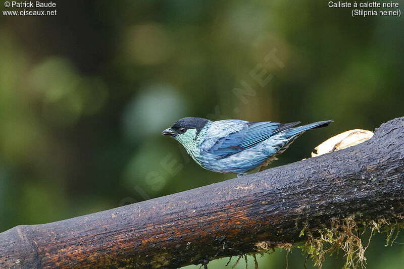 Black-capped Tanager male adult