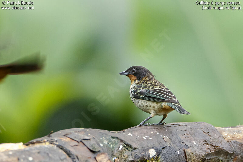 Rufous-throated Tanageradult