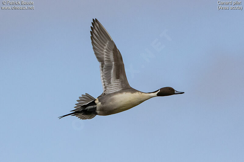 Northern Pintail male adult, Flight