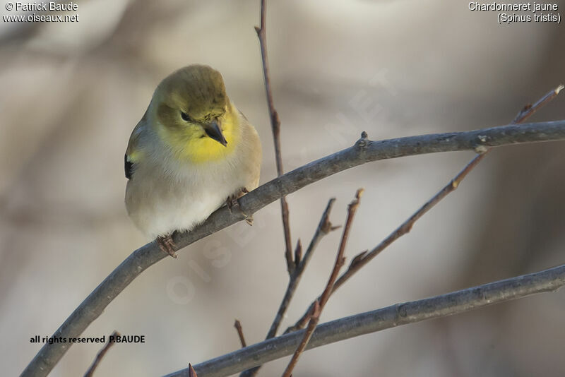 American Goldfinch male adult, identification