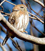 Pearl-spotted Owlet
