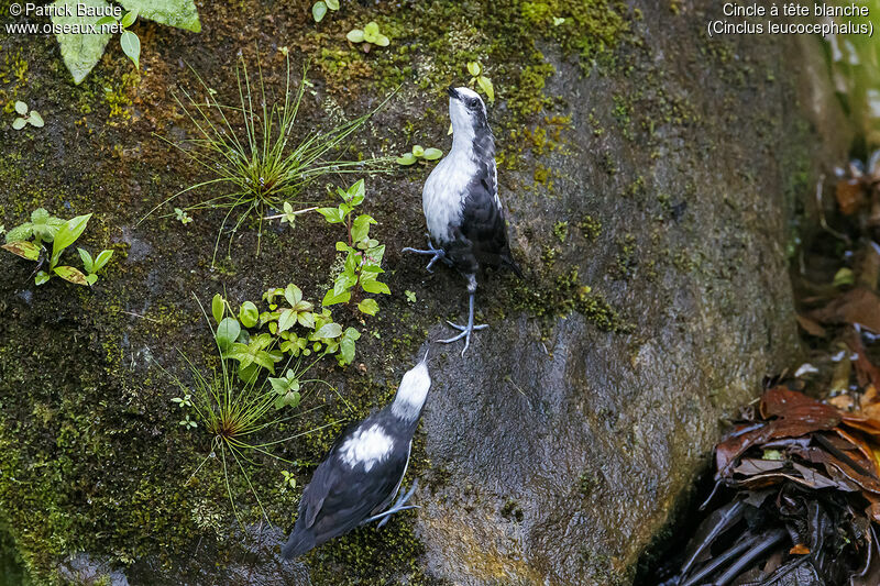 White-capped Dipperadult, courting display