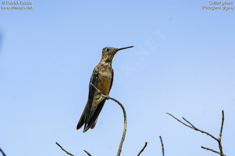 Giant Hummingbird female adult