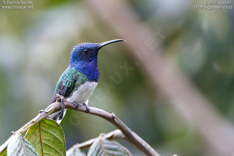 White-necked Jacobin male adult