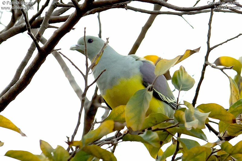 Bruce's Green Pigeon male adult, identification