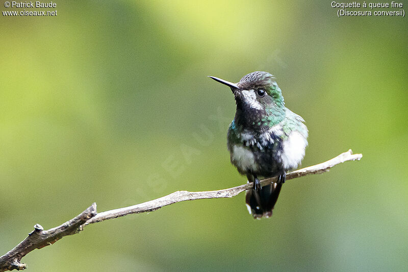 Green Thorntail female adult