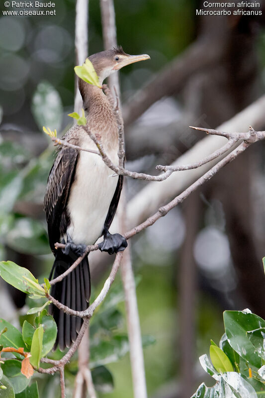 Cormoran africainjuvénile, identification
