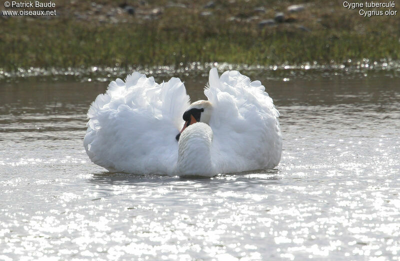 Mute Swan male