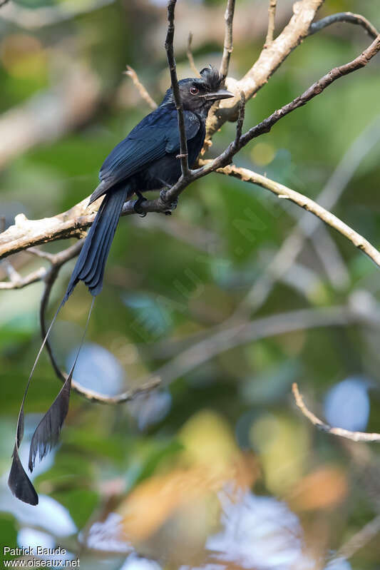 Greater Racket-tailed Drongoadult, identification