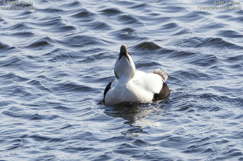 Common Eider male adult, courting display
