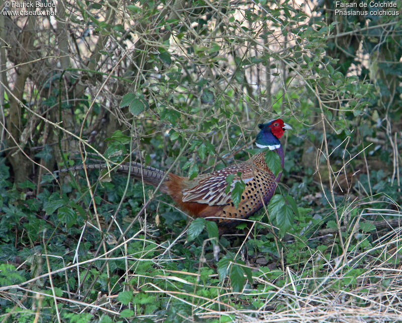 Common Pheasant male adult, identification