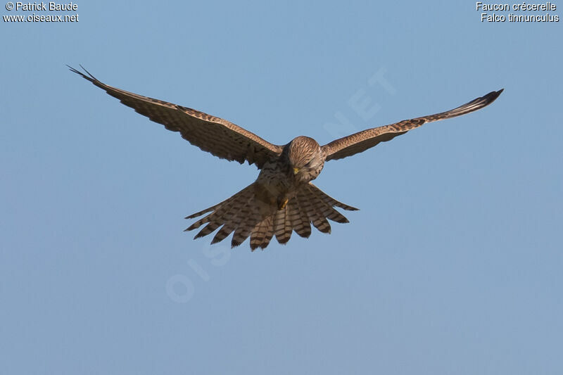 Common Kestrel female, Flight