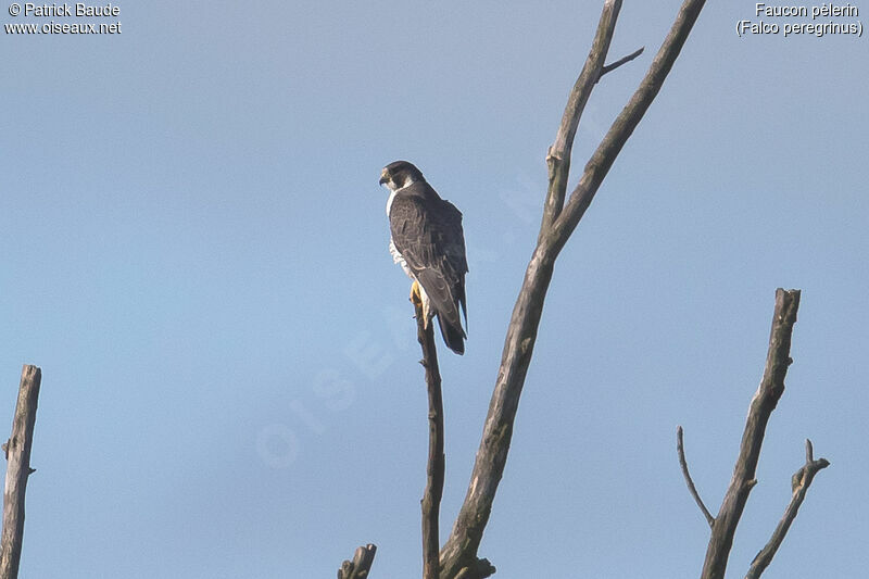 Peregrine Falcon female adult, identification