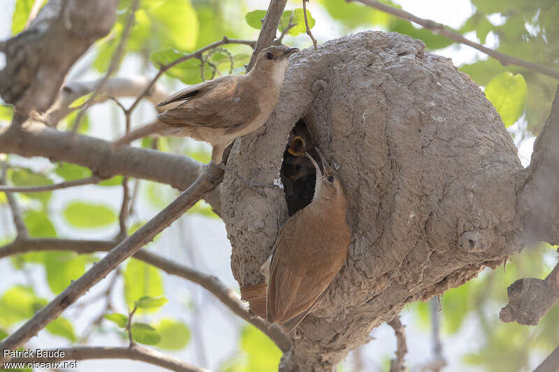 Rufous Hornero, Reproduction-nesting