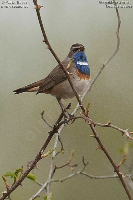 Bluethroat male adult, identification