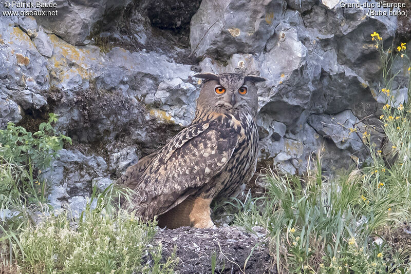 Eurasian Eagle-Owl female adult, identification