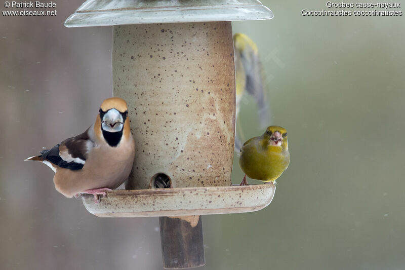Hawfinch male adult post breeding, identification