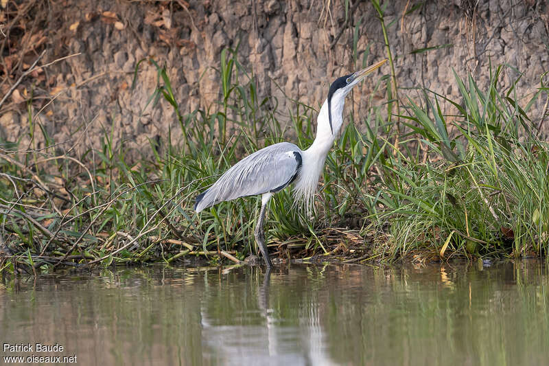 Pantanal : Les oiseaux aquatiques