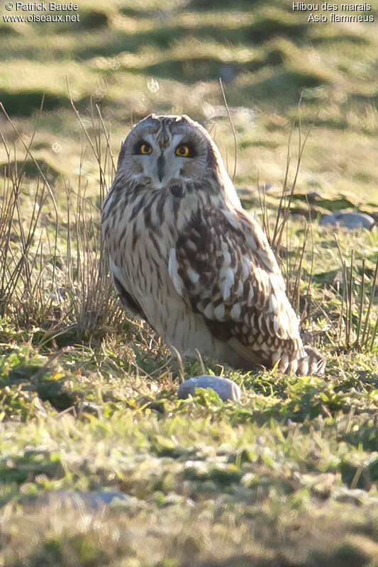 Short-eared Owl female adult, identification
